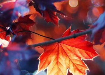 შემოდგომის იოგა