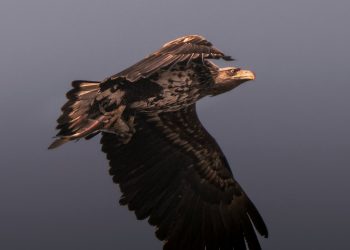 შინაგანი სიცარიელიდან სიხარულისაკენ: ჩემი მოგზაურობ იოგისა და მედიტაციის გზით