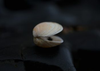 ორი უკიდურესობა: პასუხისმგებლობის თავიდან არიდება და გადაჭარბებული დანაშაულის შეგრძნება