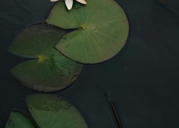 ნდობა სამყაროს &ndash; საჩუქარი შესაძლებლობებისგან