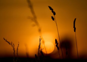 ძალადობის საკითხი და მისი დაძლევის გზები: იოგას ფილოსოფია და საზოგადოებრივი მიდგომა