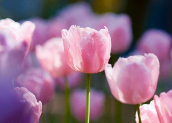 შეცდომები